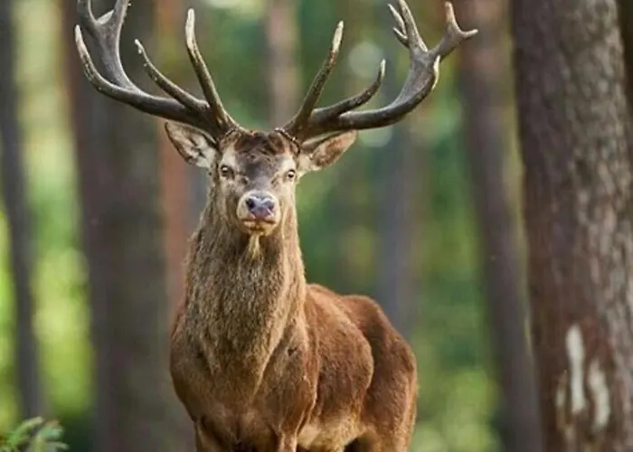 Chalet O Font-Romeu-Odeillo-Via